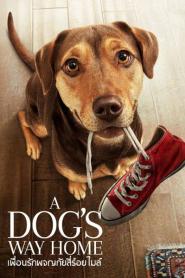 A Dog’s Way Home (2019) เพื่อนรักผจญภัยสี่ร้อยไมล์