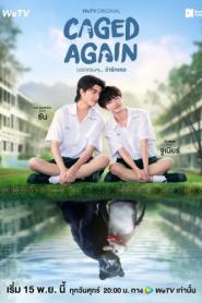 Caged Again (2024) บอกกรงๆ ว่ารักเธอ – Eps